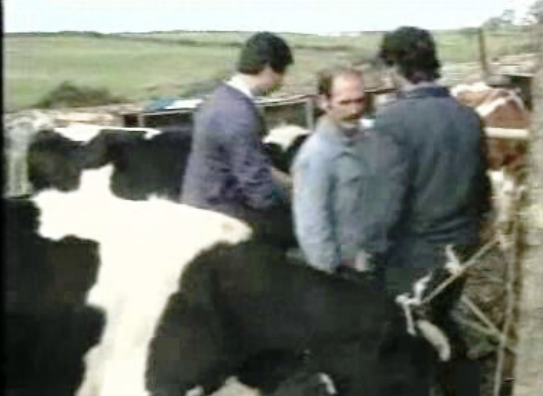 Vacinação ao gado bovino