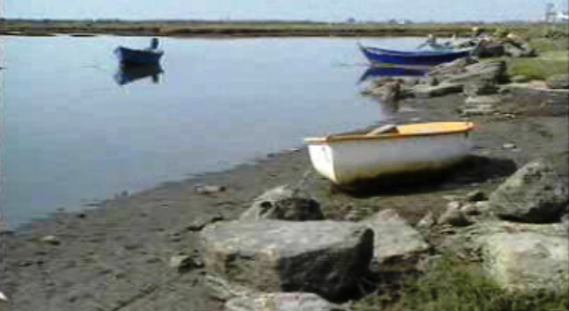 Mortes de peixes na Formosa