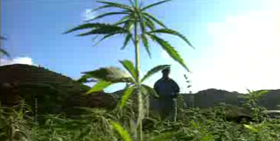 Cannabis, Cânhamo ou Liamba? – Parte I