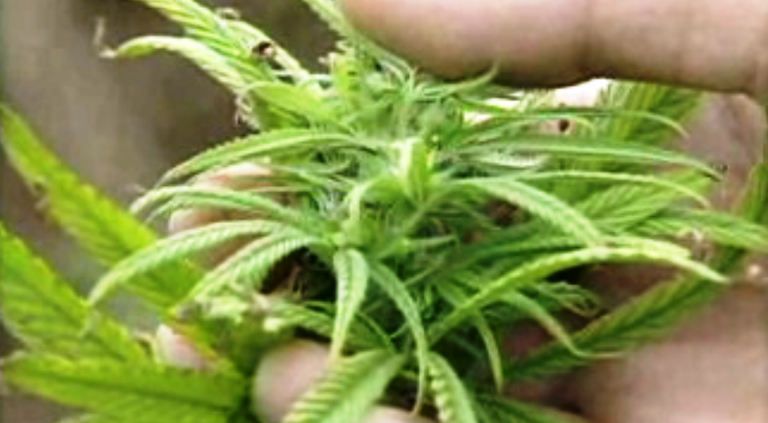 Cannabis, Cânhamo ou Liamba? – Parte II