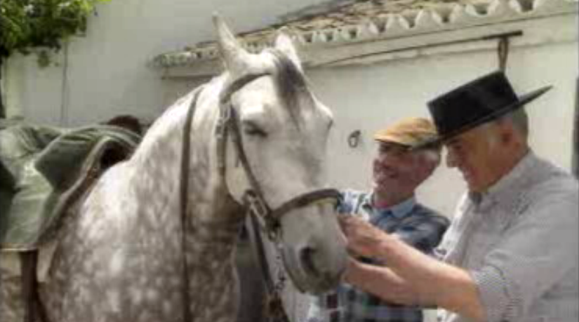Criação de cavalos