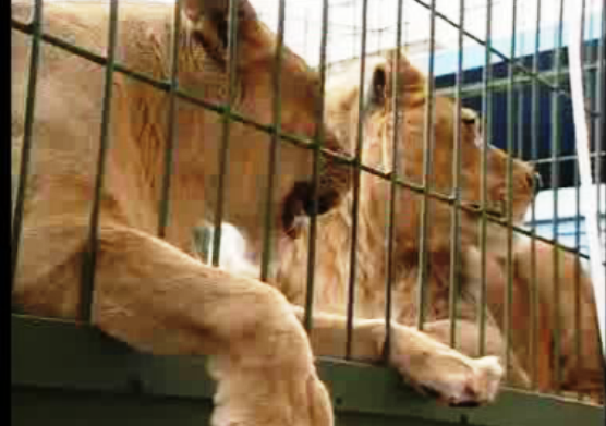 Manifestação do Jardim Zoológico