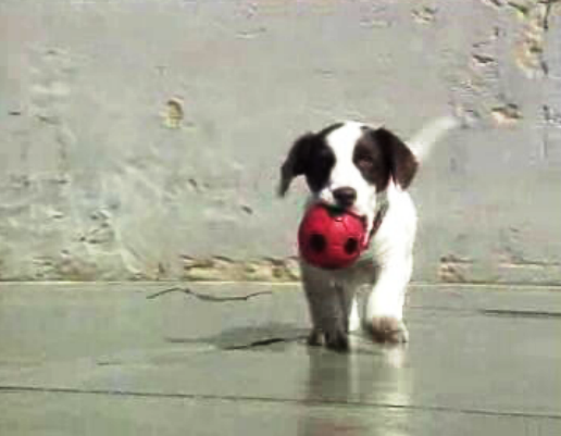 Os animais e a educação das crianças