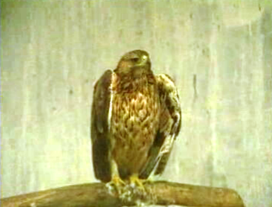 Recuperação de Aves