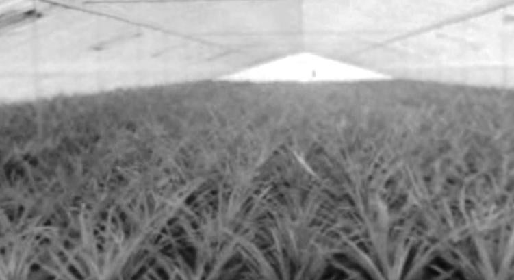 Sabe o que se cultiva nos Açores?