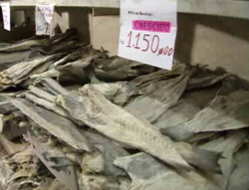 Conflito na pesca do bacalhau