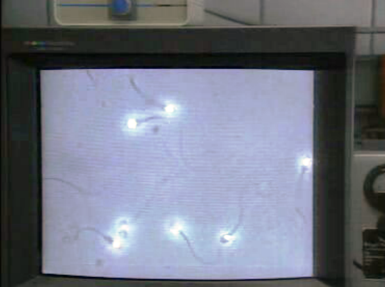 Primeiro teste sobre a fertilidade masculina