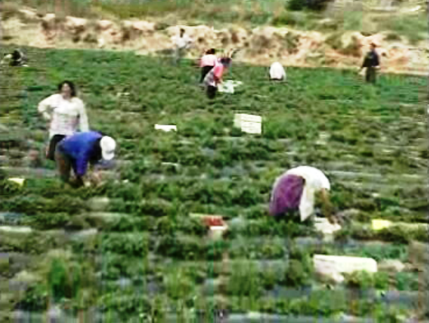 Exploração de trabalhadores em Espanha