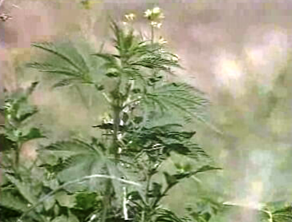 Cultivo de haxixe e ópio na Rússia