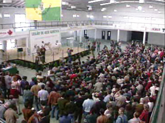 Leilão da alta genética animal