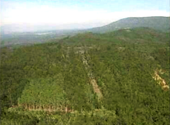 Plano de investimento para a reflorestação