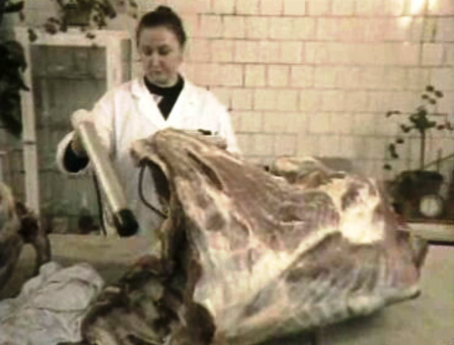 Embargo russo à carne portuguesa