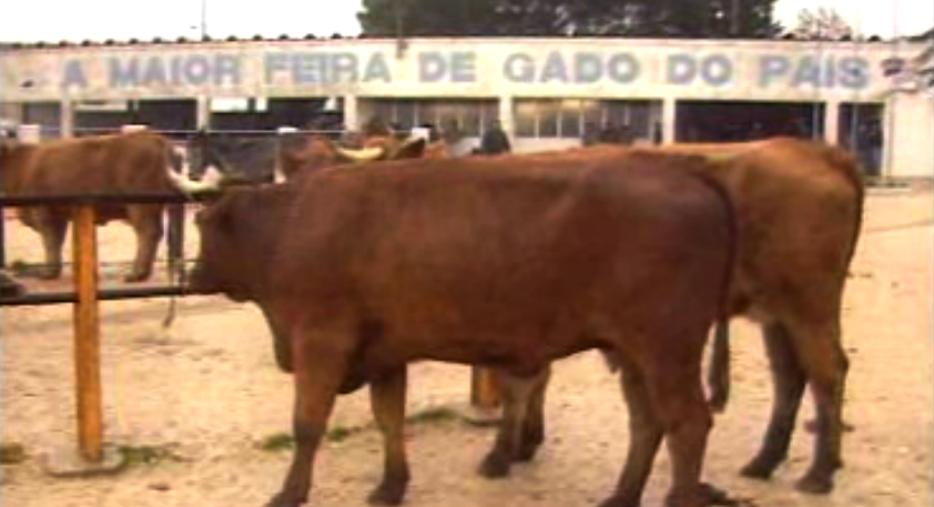 Negócio da Carne em Portugal