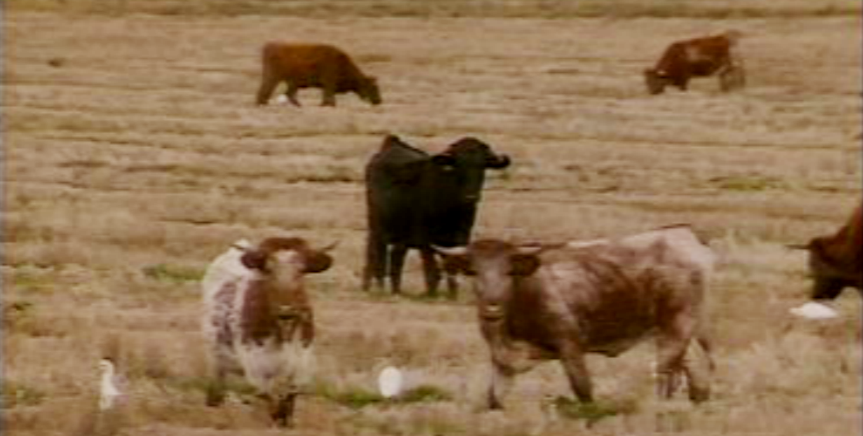 Transformação da Carne
