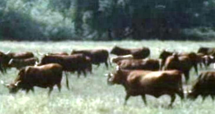 Estação Zootécnica Nacional