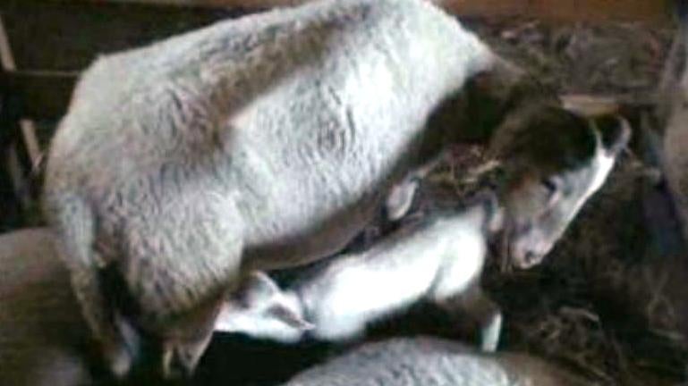 Concurso Nacional de Ovinos da Serra da Estrela – I