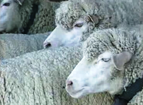 Brucelose em Torres Vedras