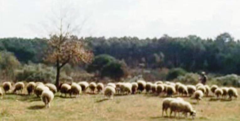 Concurso Nacional de Ovinos da Serra da Estrela – II