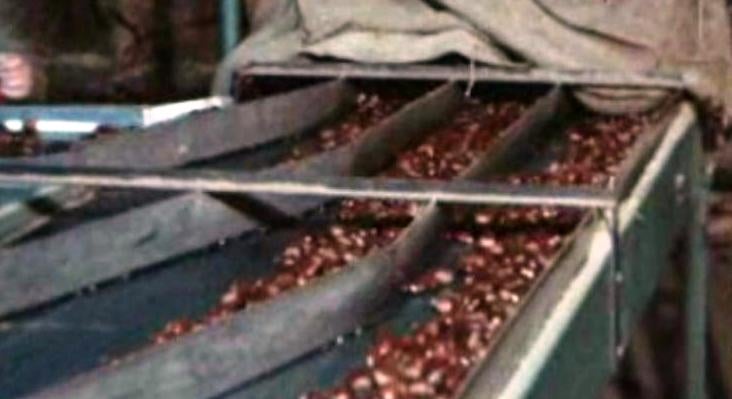 Jornadas Profissionais da Castanha – II