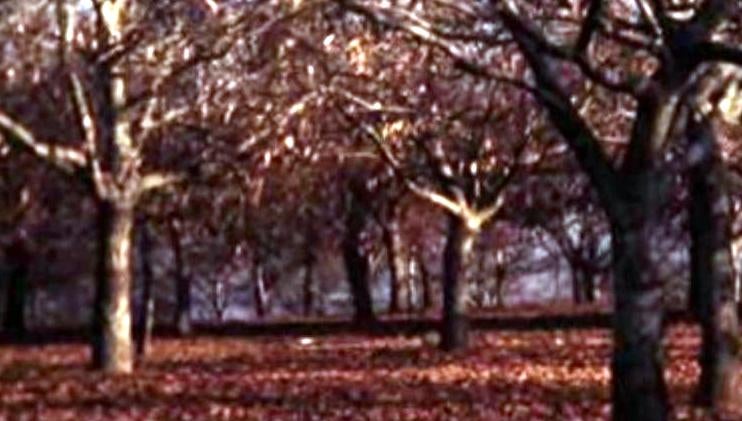 Jornadas Profissionais da Castanha – I