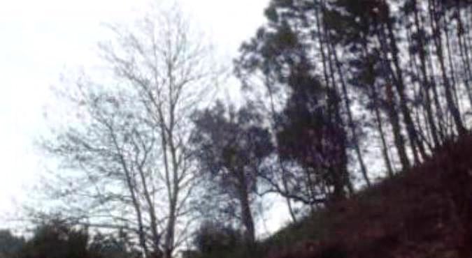 1º Congresso de Produção Florestal – II