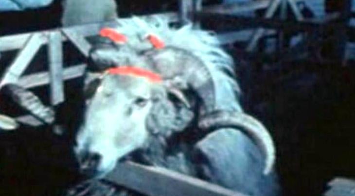 Feira Nacional de Ovinos e Caprinos