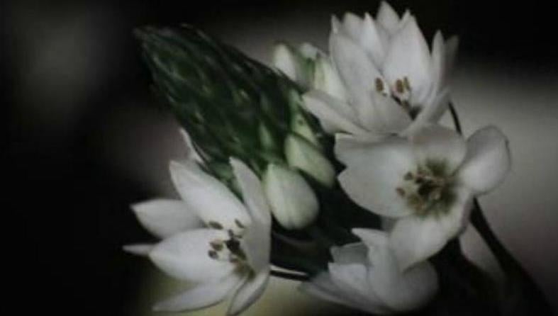 Feira de Floricultura