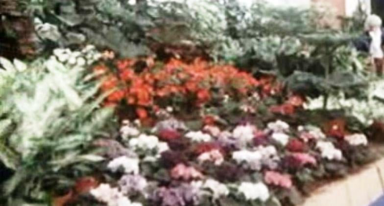 Feira de Floricultura – II