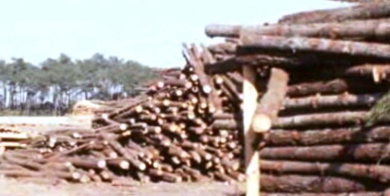 Importância da Cultura Florestal – I