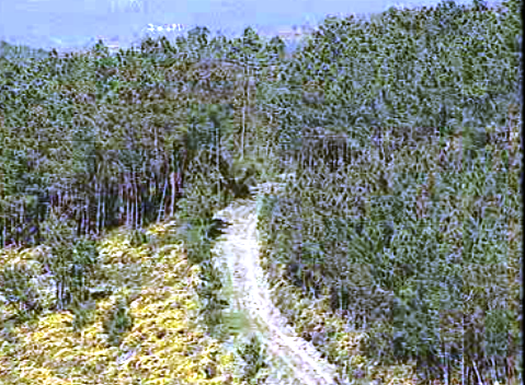 Monocultura do eucalipto