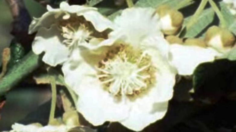 Cultura de Kiwis em Portugal