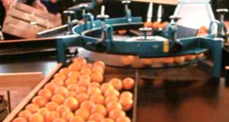 1º Congresso Nacional de Fruticultura – III