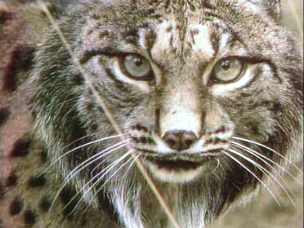Linces no Alentejo e Algarve