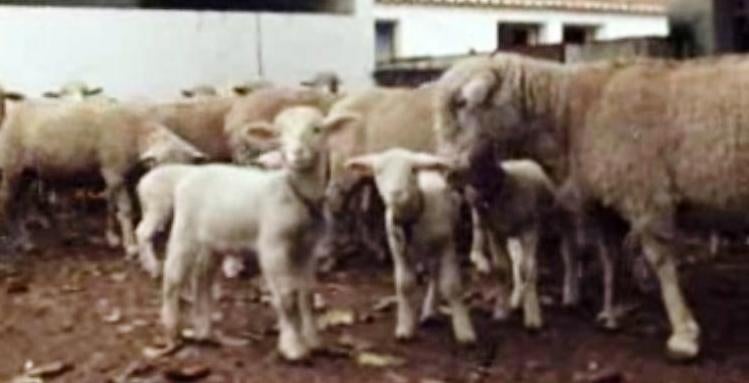 Criação de Ovinos – II