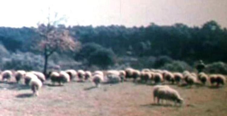 3ª Jornadas da Ovelha da Serra da Estrela – II