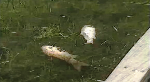Peixes mortos no Rio Dão