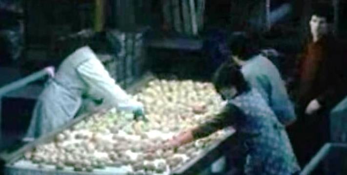 Estação Fruteira Vieira Natividade