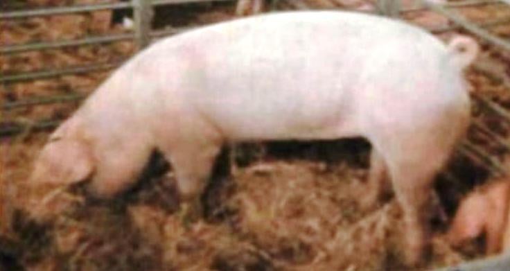 4ª Feira Nacional do Porco