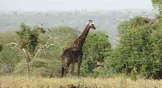Safari em África