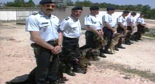 Treino de cães-polícia