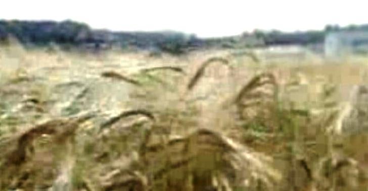 Feira Nacional de Agricultura e Cereal Triticale