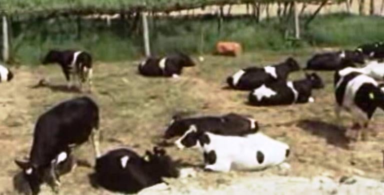 Seminário sobre Desenvolvimento Rural e Agrícola em Portugal – II