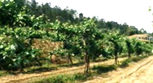 Regulamentação da Vitivinicultura em Portugal