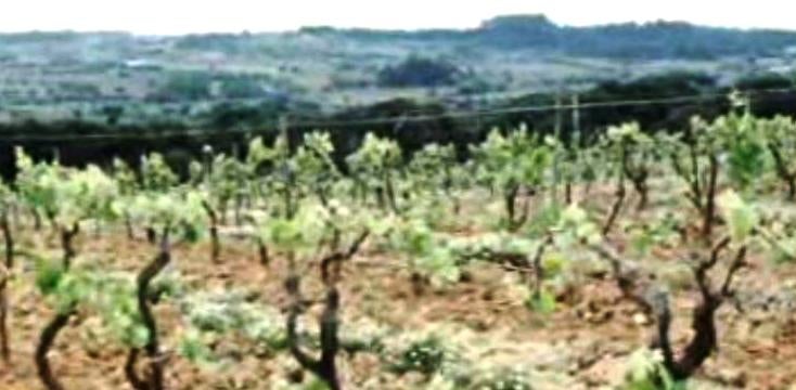 Denominação de Origem de Vinhos