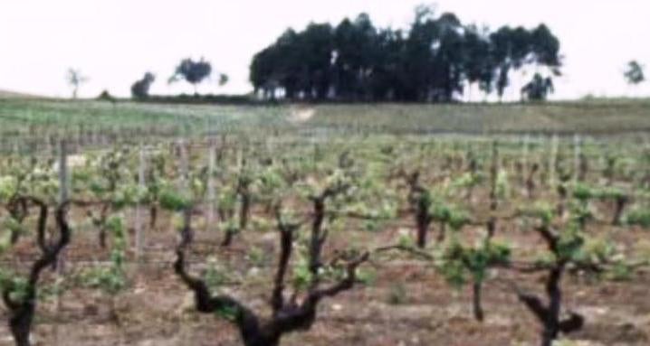 1º Congresso da Vinha e do Vinho – IV