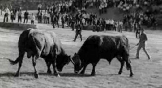 Chegas de bois em Montalegre