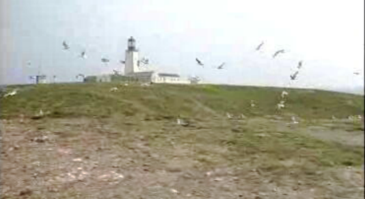 Extermínio de gaivotas das Berlengas