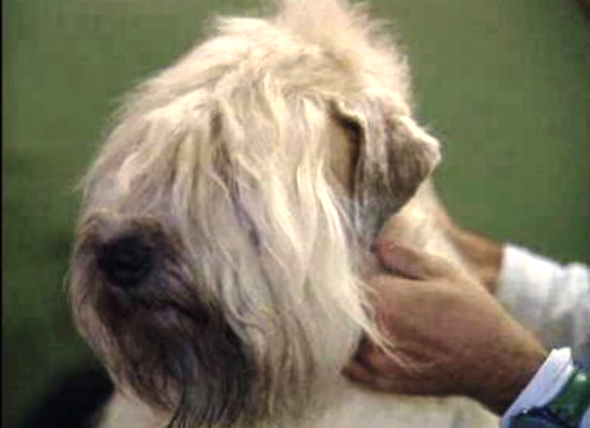 Campeonato da Europa de Cães em Cascais