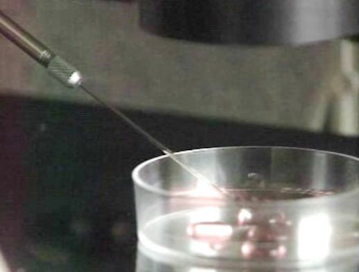 Nova técnica de fertilização in vitro