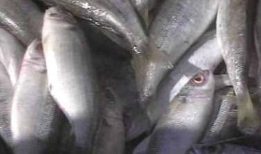 Panorama da Pesca Portuguesa – Parte I